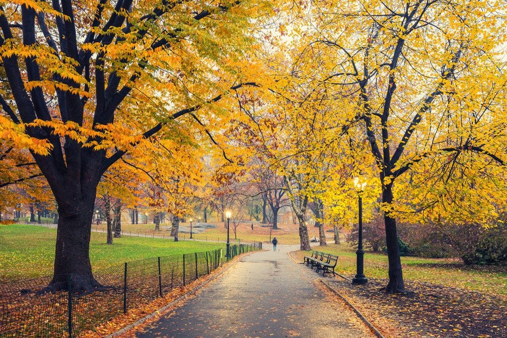 Fall foliage in Central Park