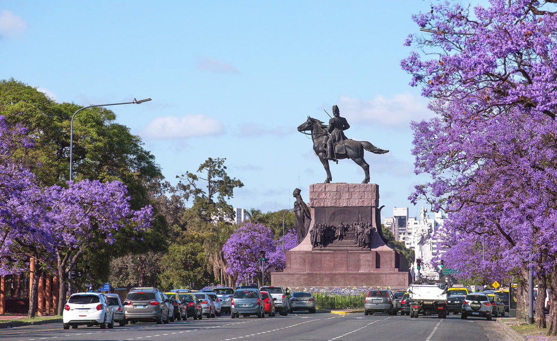 Jacaranda trees in Buenos Aires