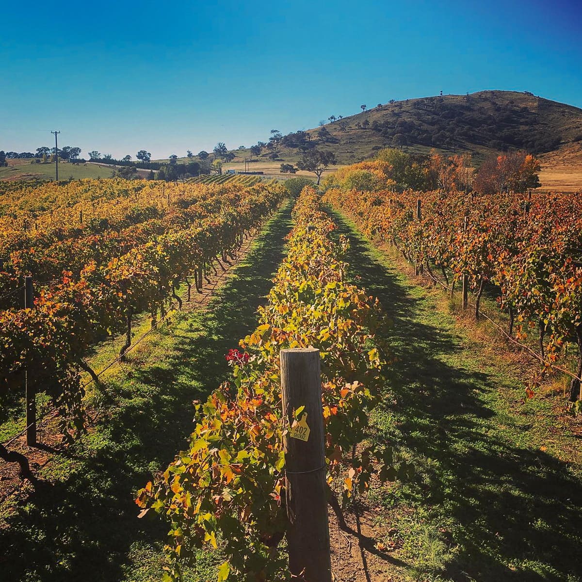 Canberra District wine region