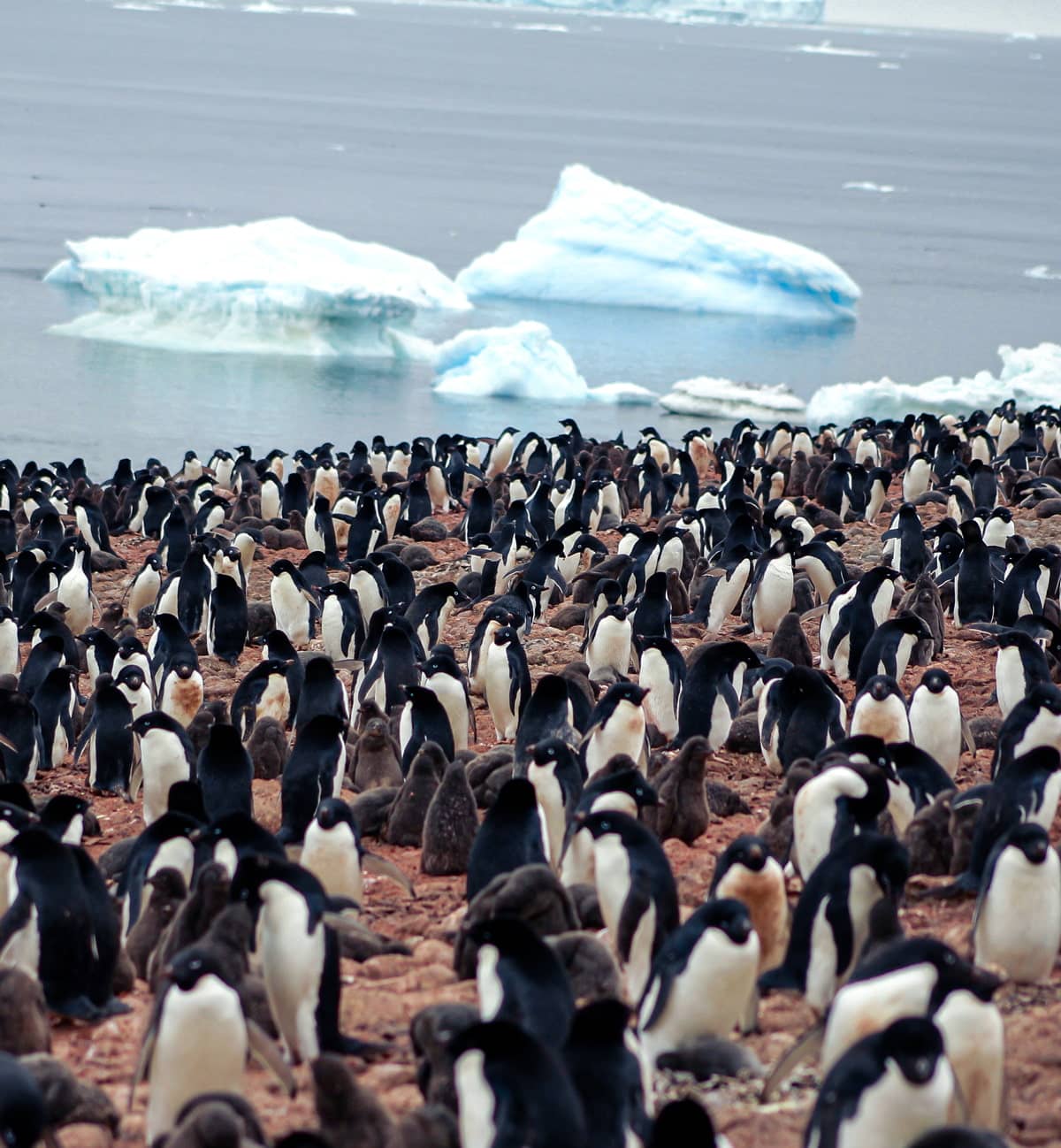 Colony of penguins