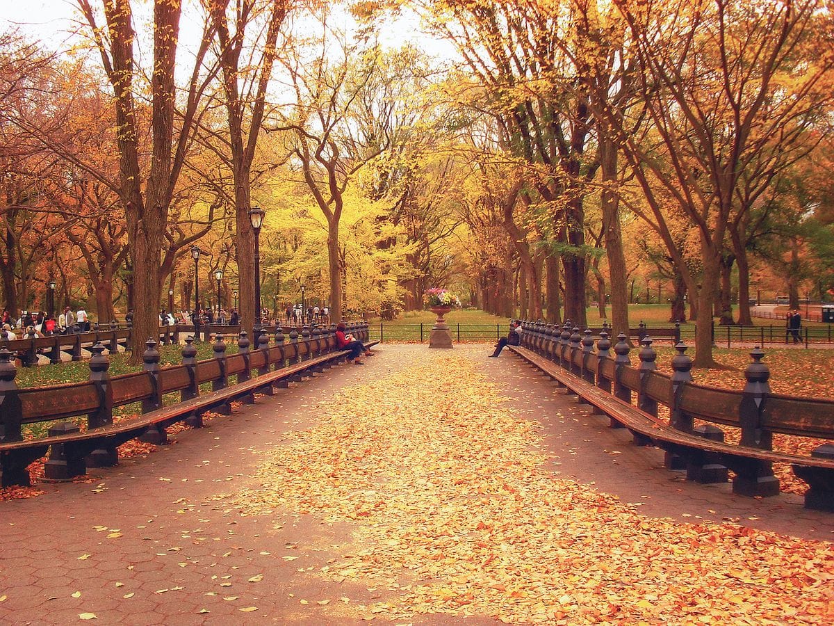 Carpet of Leaves in Central Park