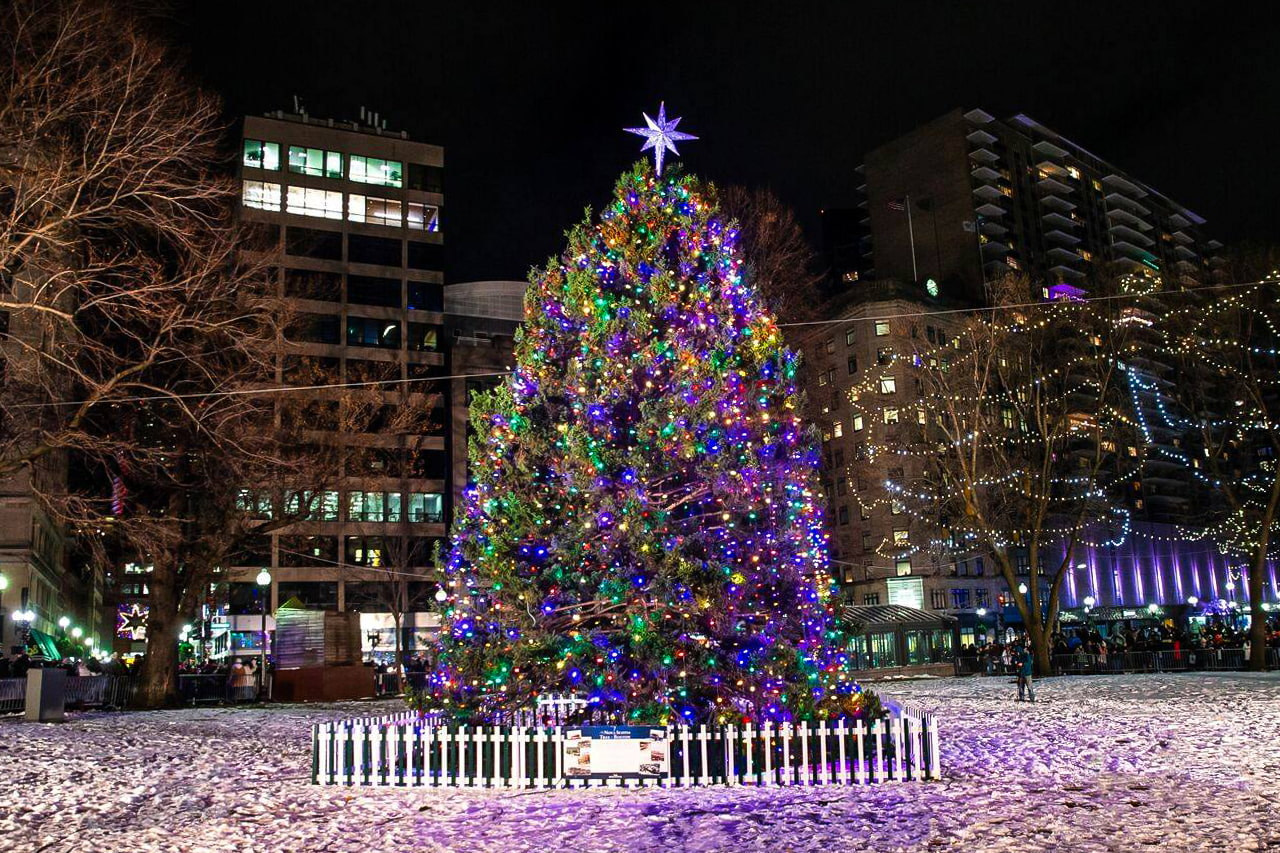 Boston Common Christmas Tree
