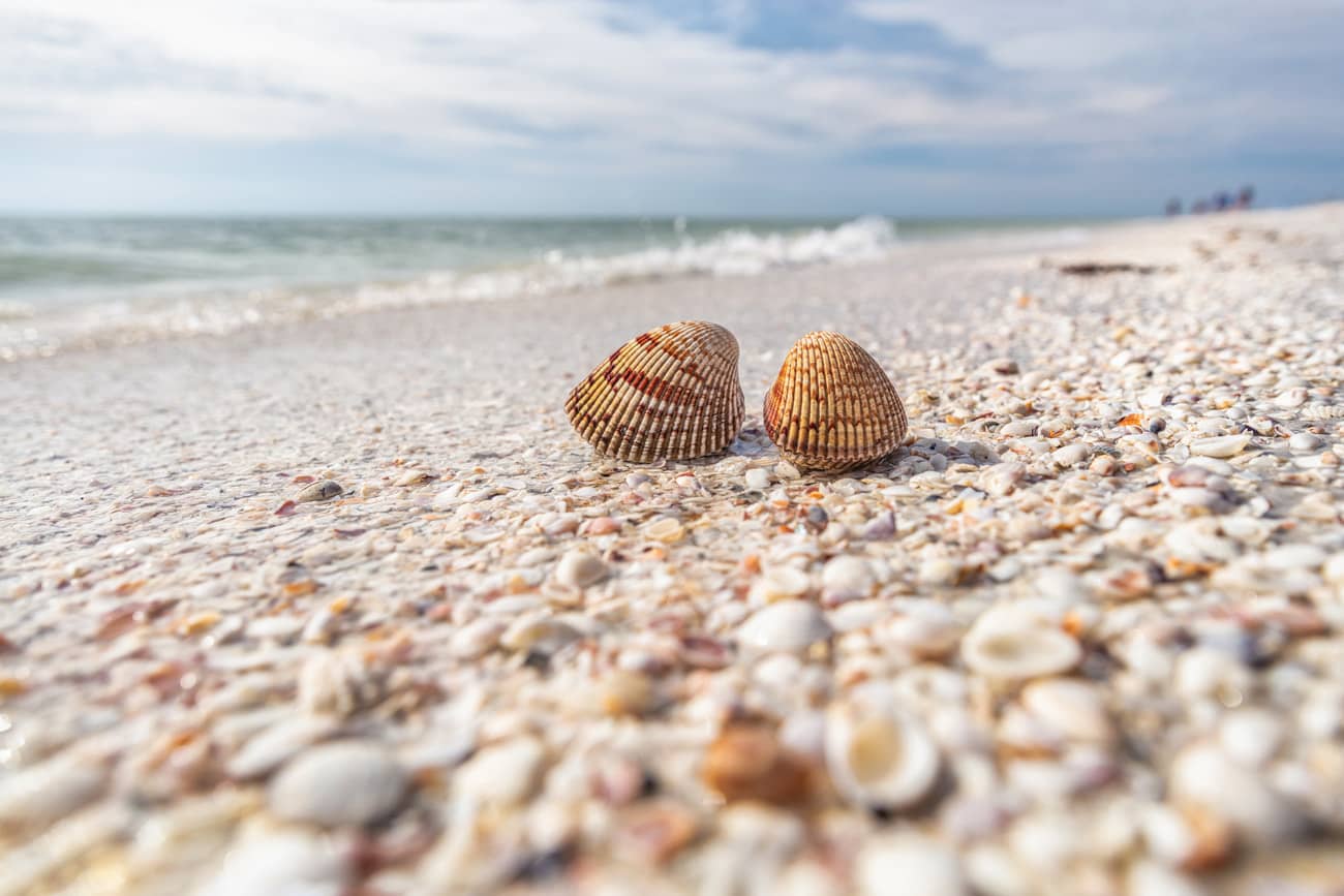 Best Beach in Florida for Shelling