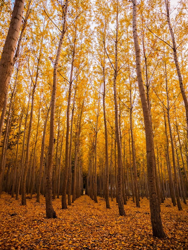 Boardman Tree Farm, Oregon