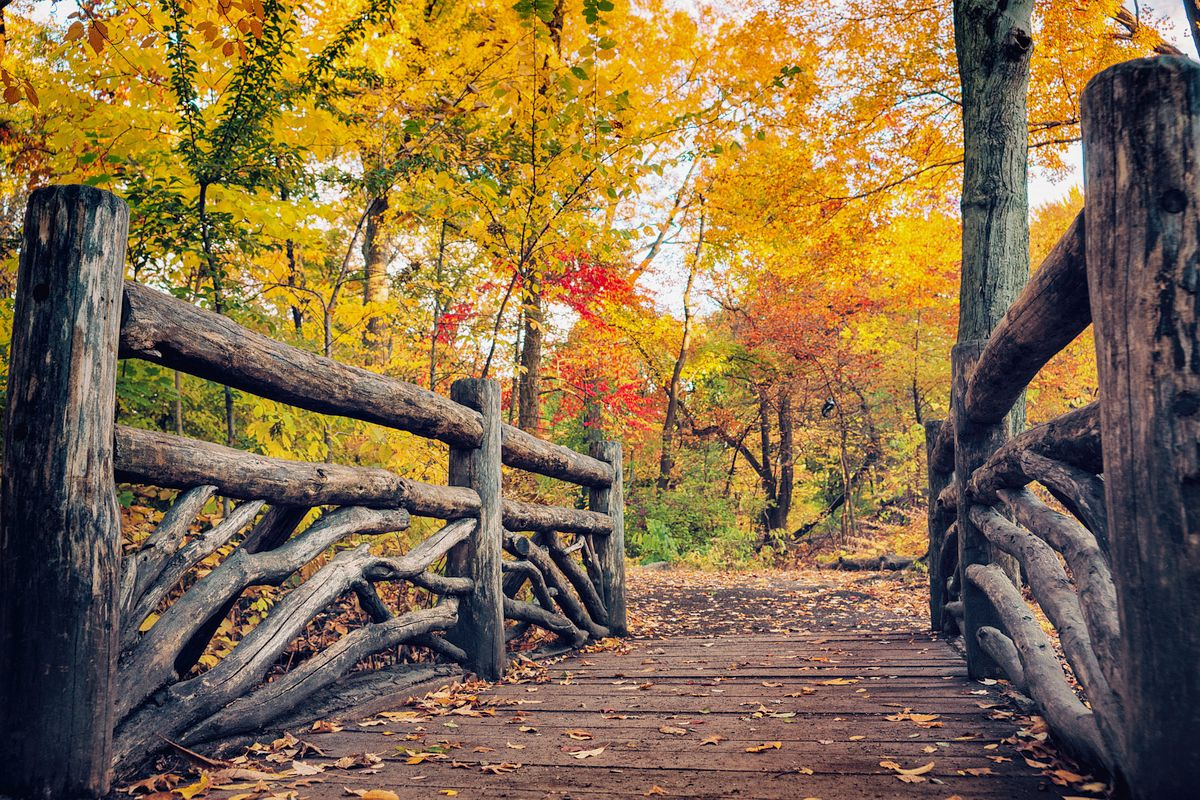 The Pool Rustic Bridge, Central Park