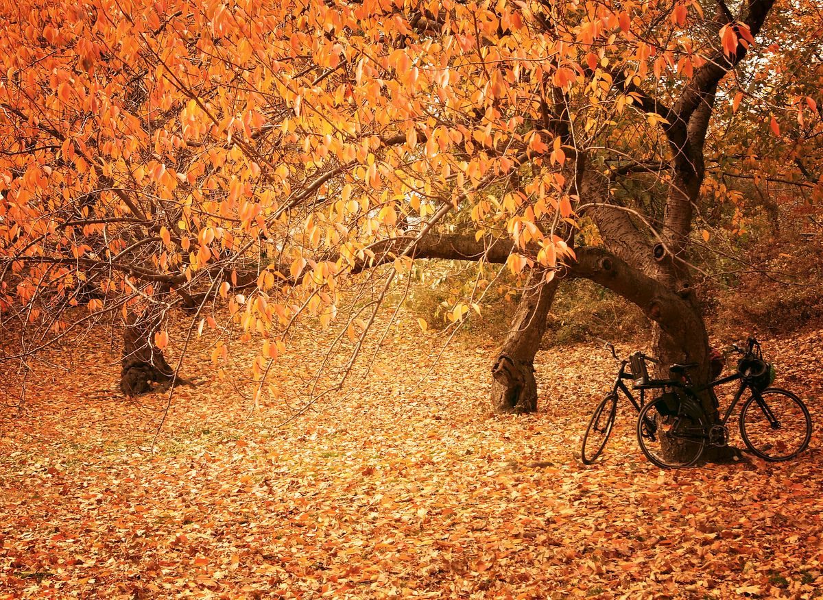 Fall Foliage in NYC
