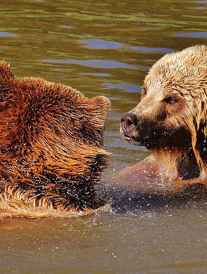 Brown bears