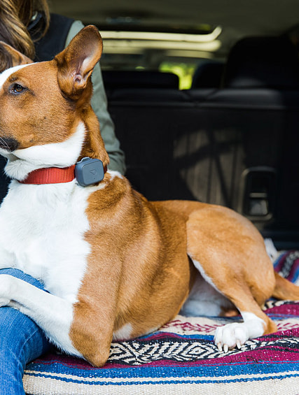 Best pet travel accessories