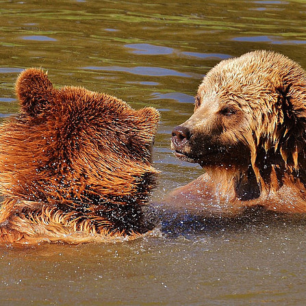 Brown bears