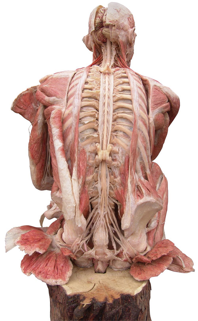 The Thinker Body
