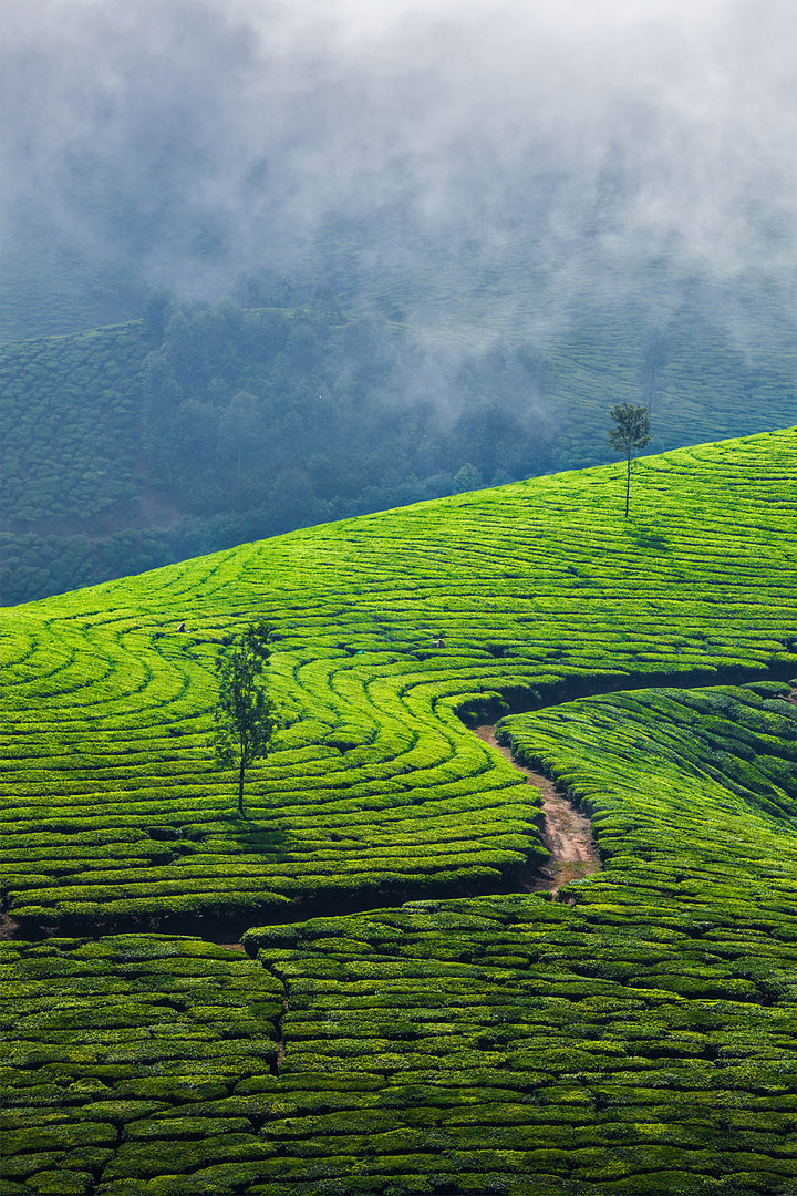 Munnar in the monsoon season
