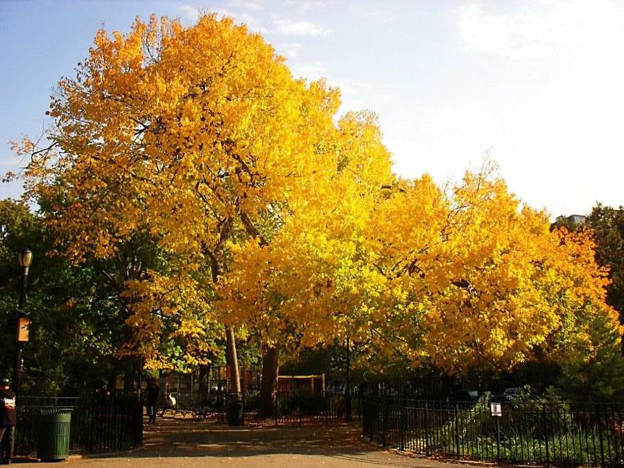 Tompkins Square Park, East Village