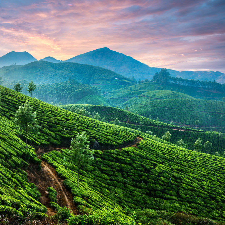 Tea plantation in Munnar