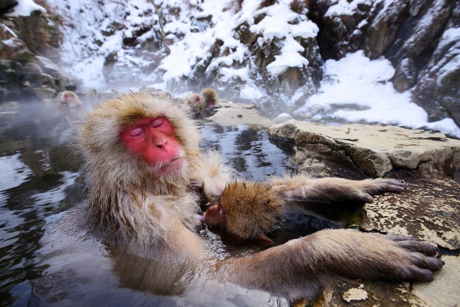 Japanese Snow Monkey in Shiga Kogen