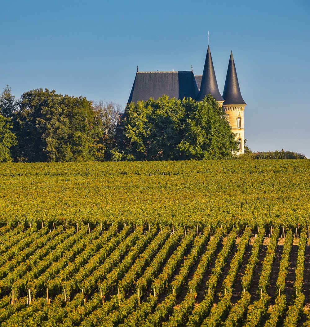 Vineyard in Bordeaux