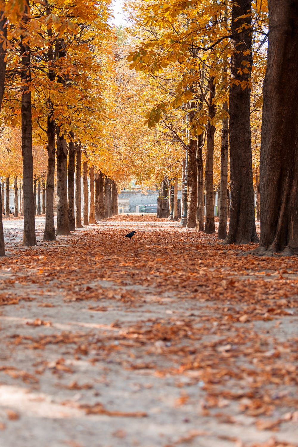 Paris in the fall