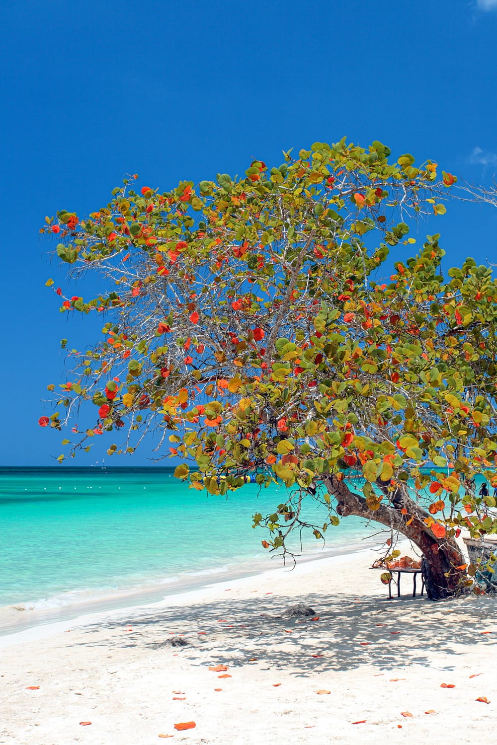 Remote beach in Jamaica