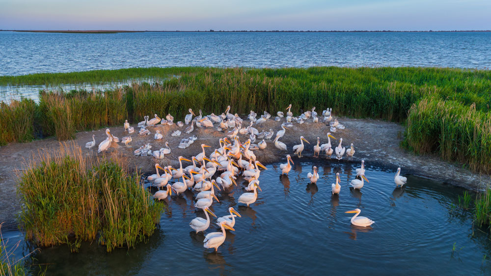 White pelicans in the Danube Delta