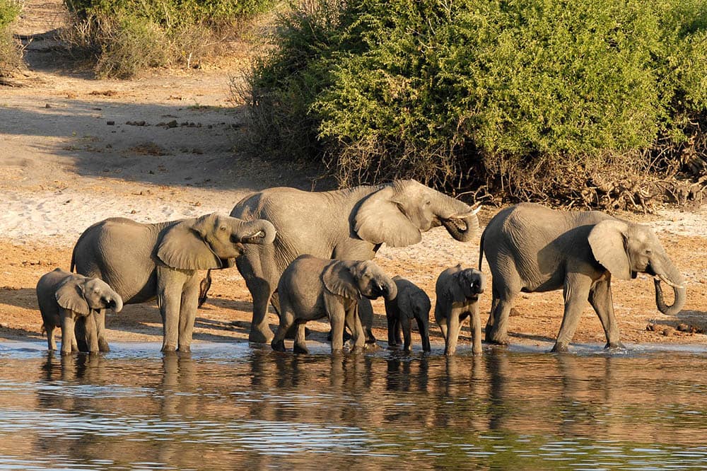Elephant herd in Botswana