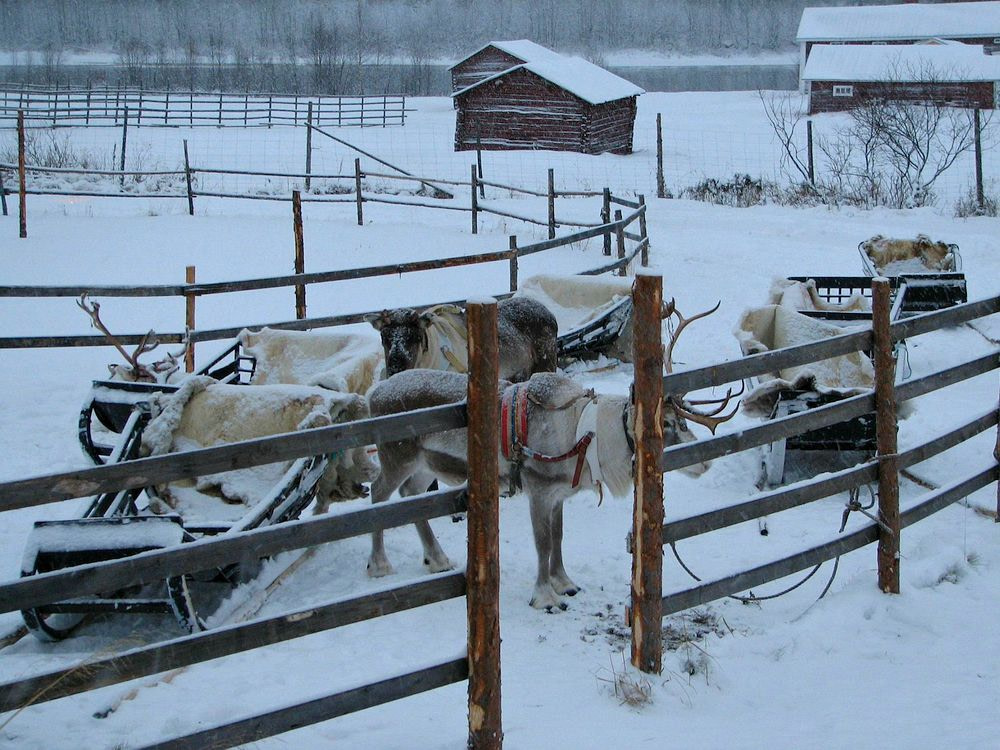 Domestic animal farm in Lapland