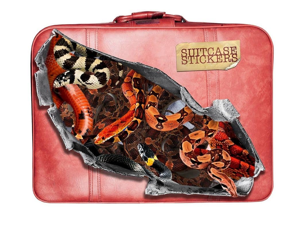 Snakes Suitcase