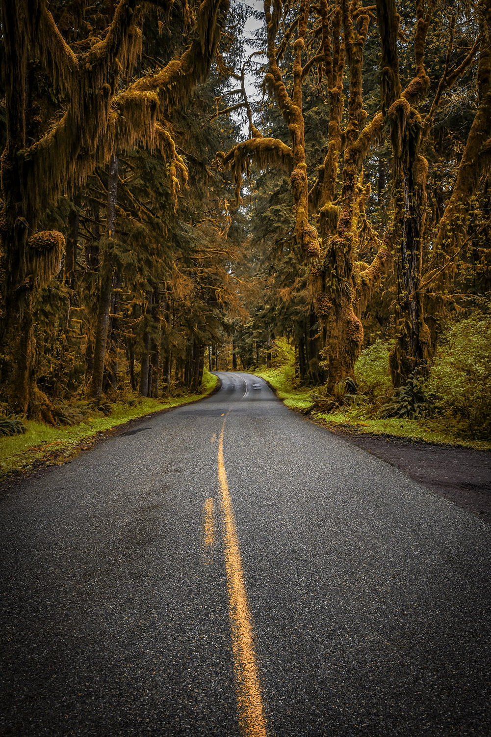 Hoh Rainforest, Olympic National Park