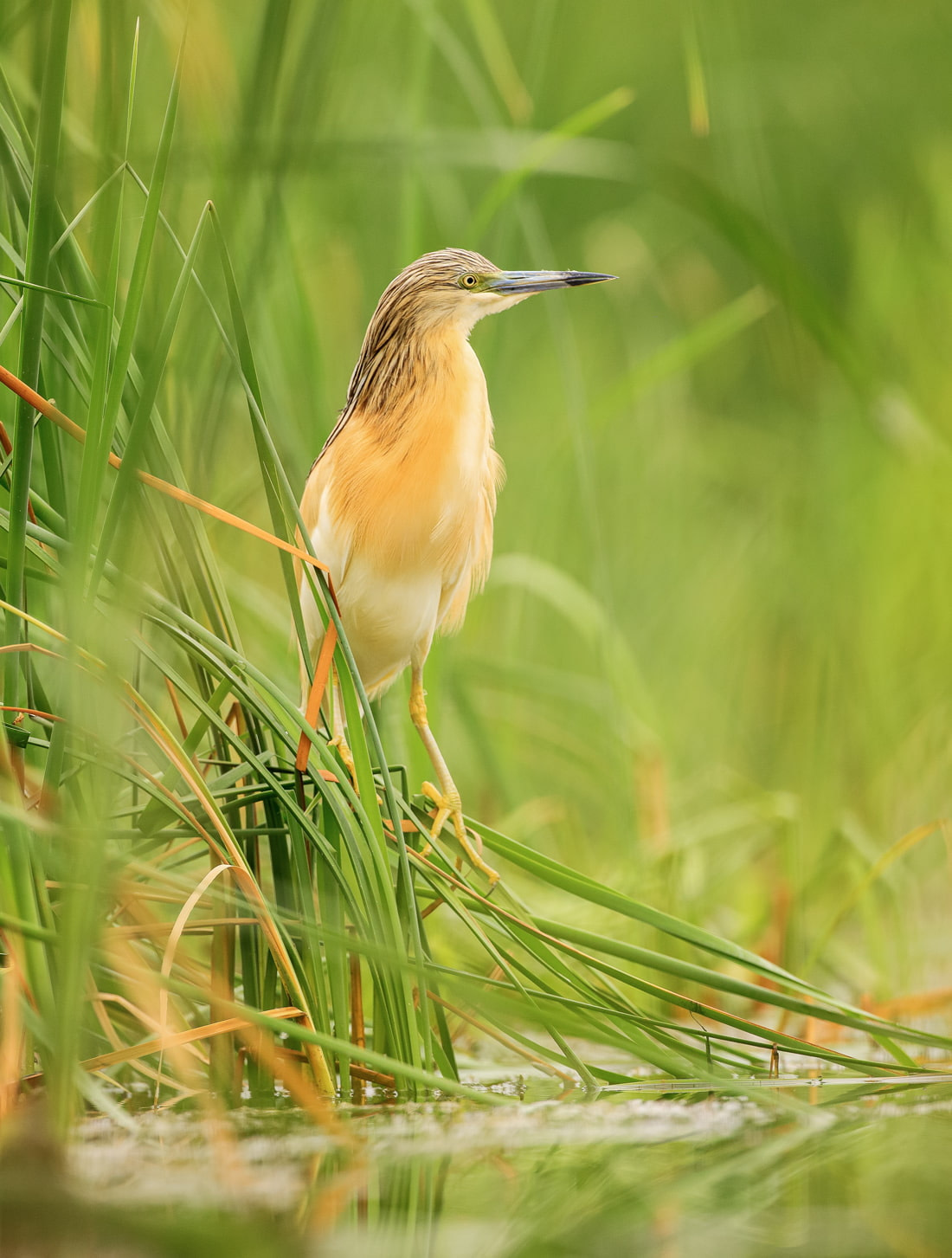 Bird watching in the Danube Delta