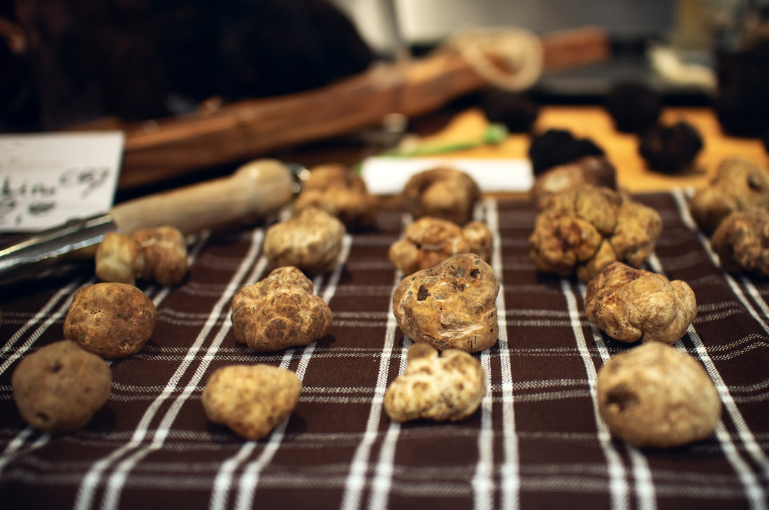 White truffles in Tuscany