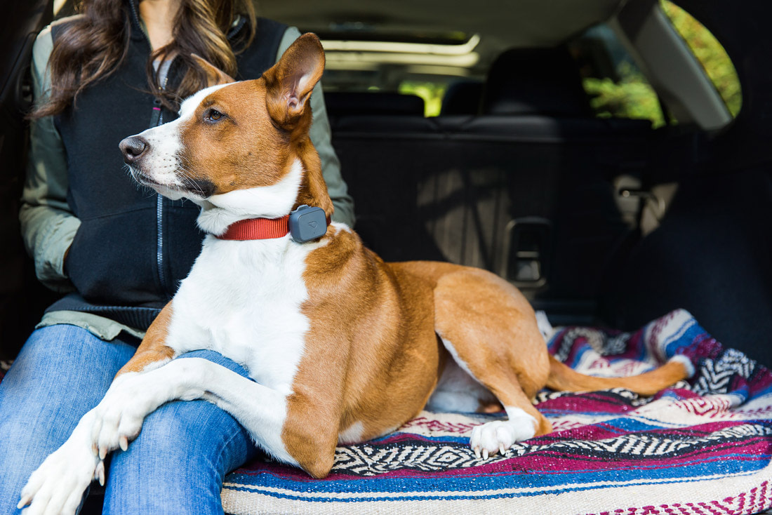 Travel accessories for clearance dogs