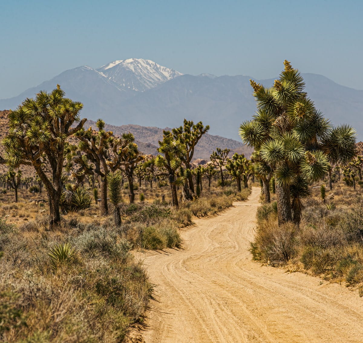 Joshua Tree National Park