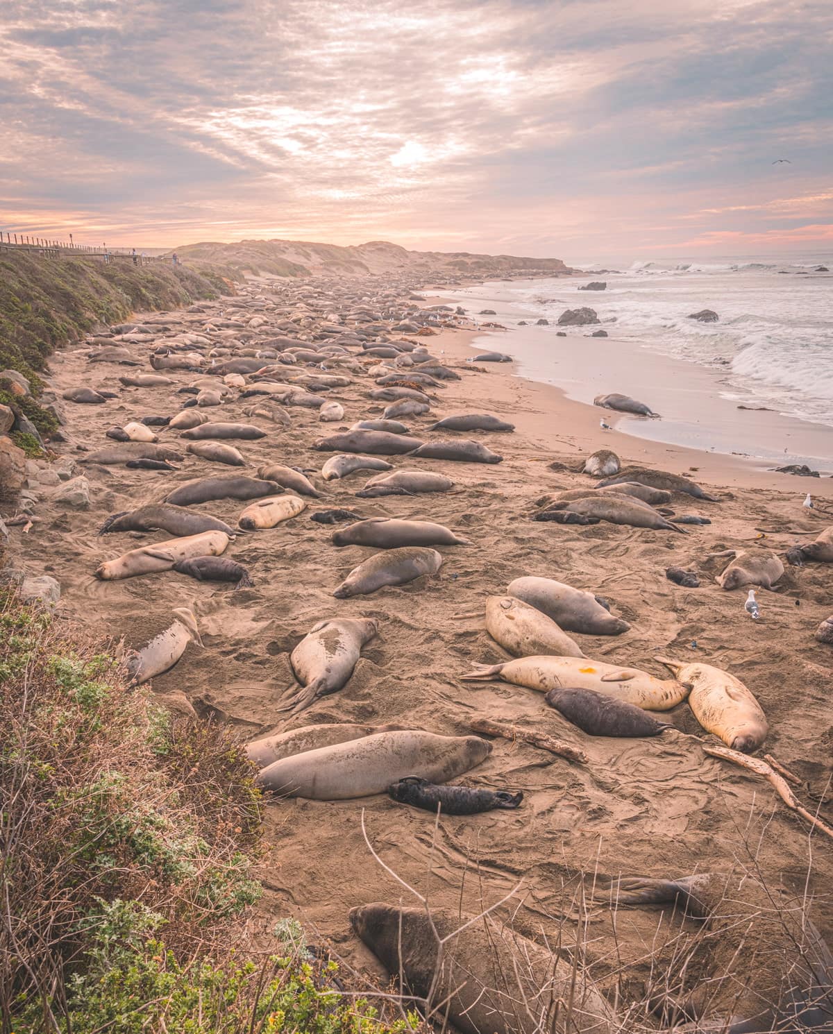 Elephant seals on the coast of California