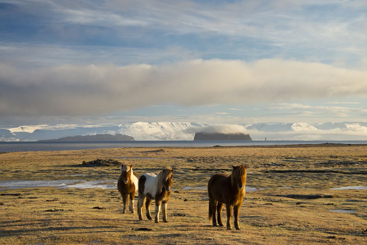 Icelandic horses