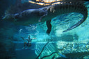Crocodile Diving