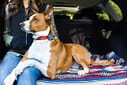 Best pet travel accessories