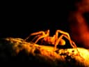 Movile Cave Spider