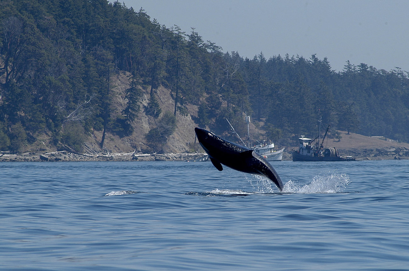 Killer whale in San Juan Islands
