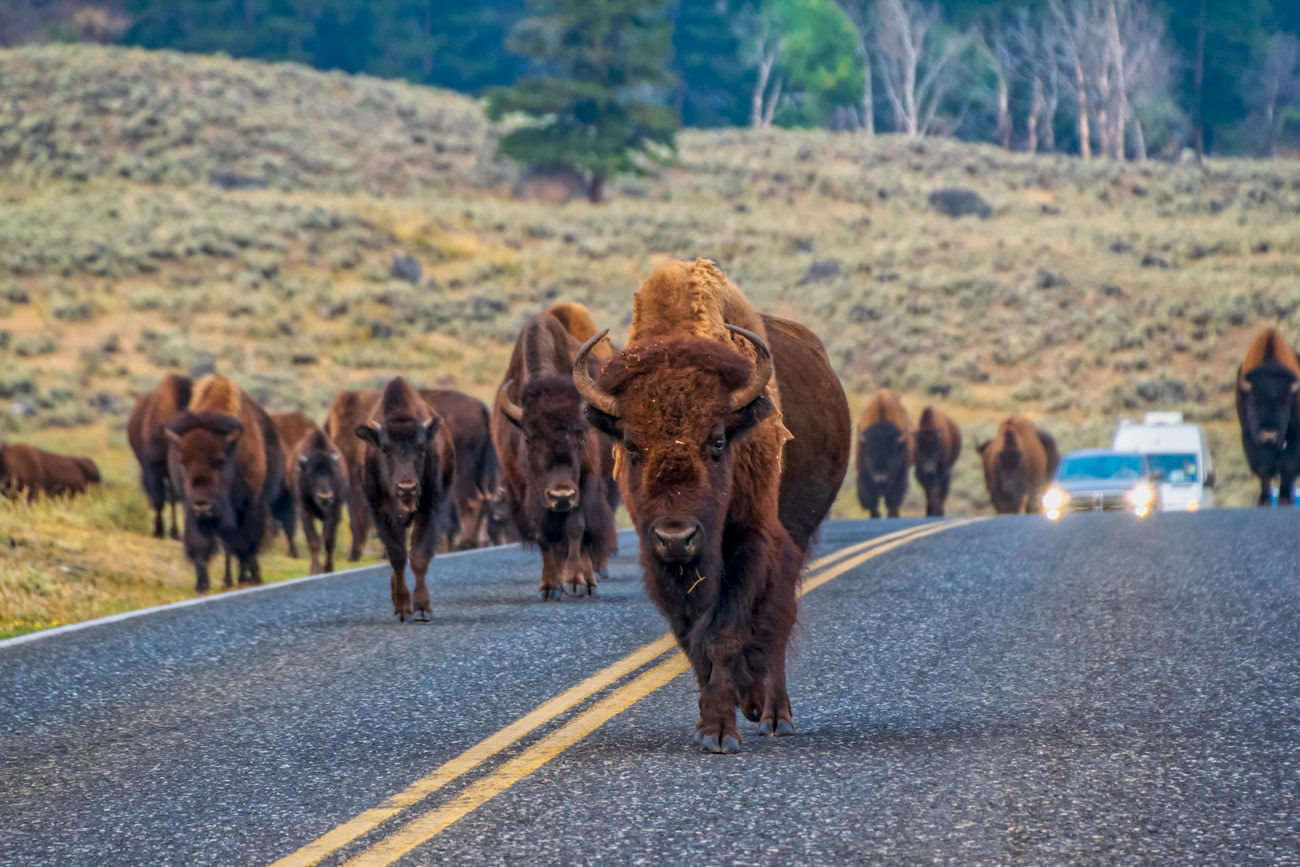 Wildlife encounter in Yellowstone National Park