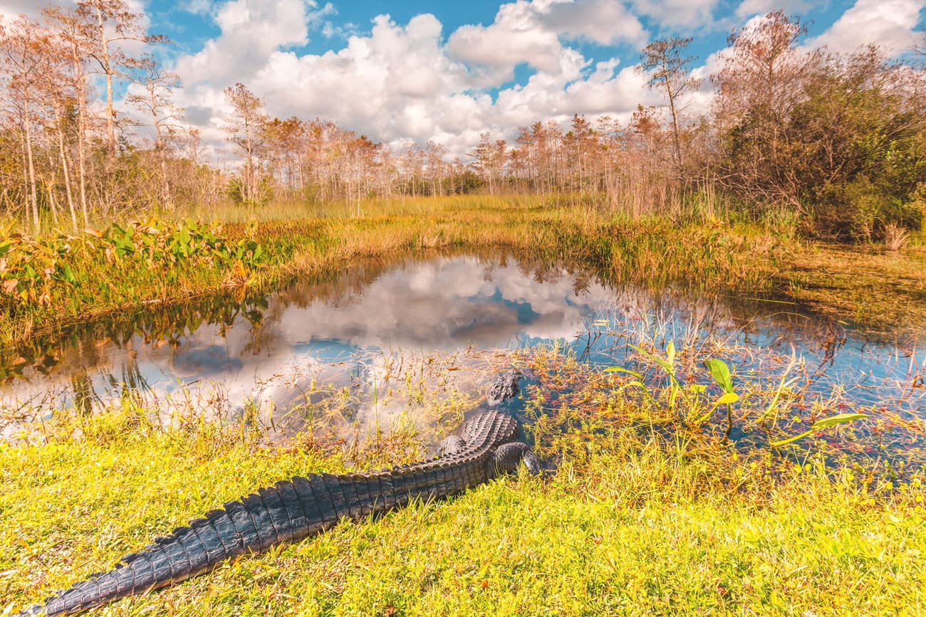 Alligator in Everglades National Park
