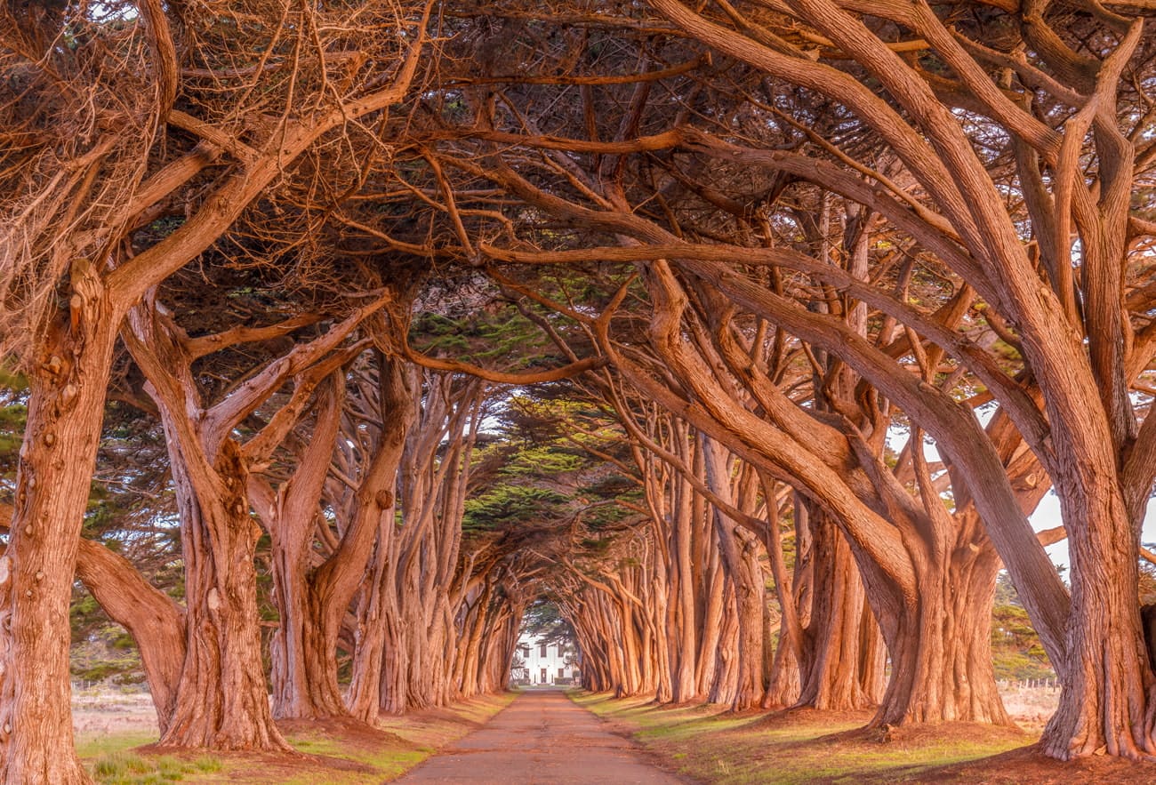 Cypress Tree Tunnel