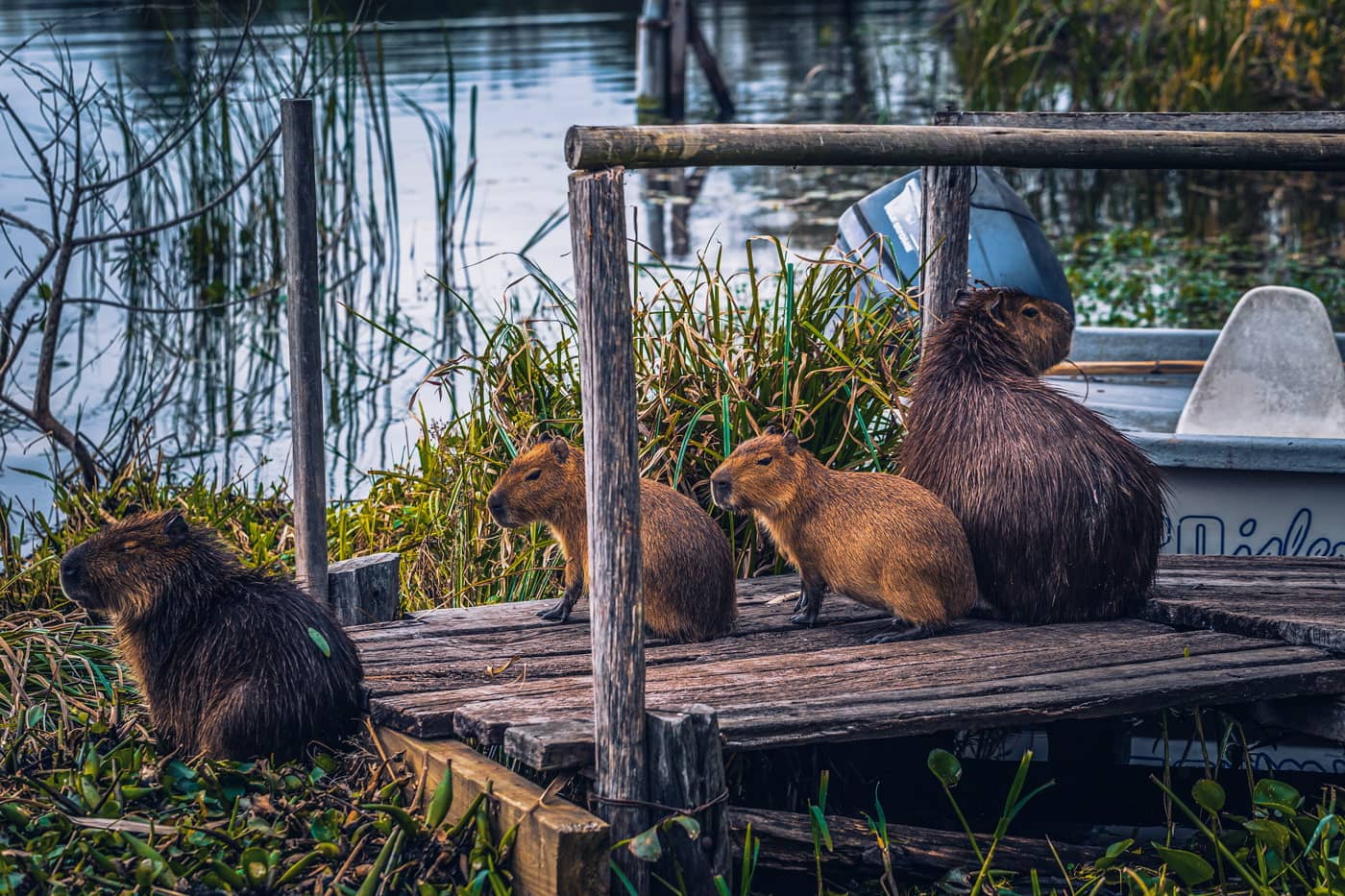 Capybaras in the Iberá Wetlands