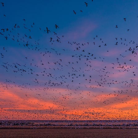 Wildlife in the US