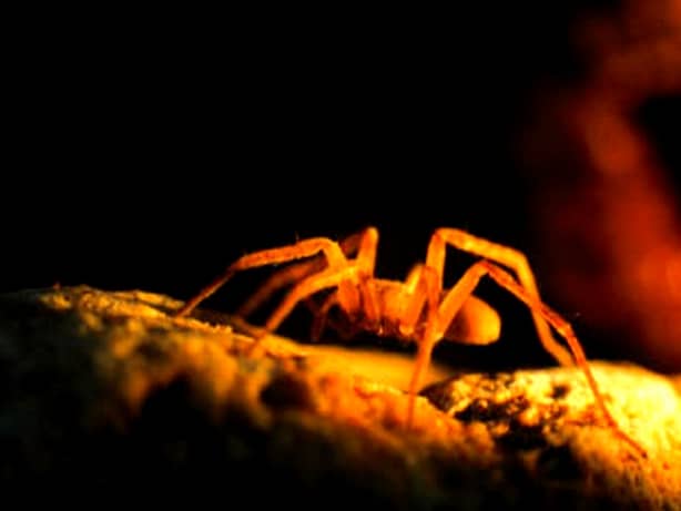 Movile Cave Spider