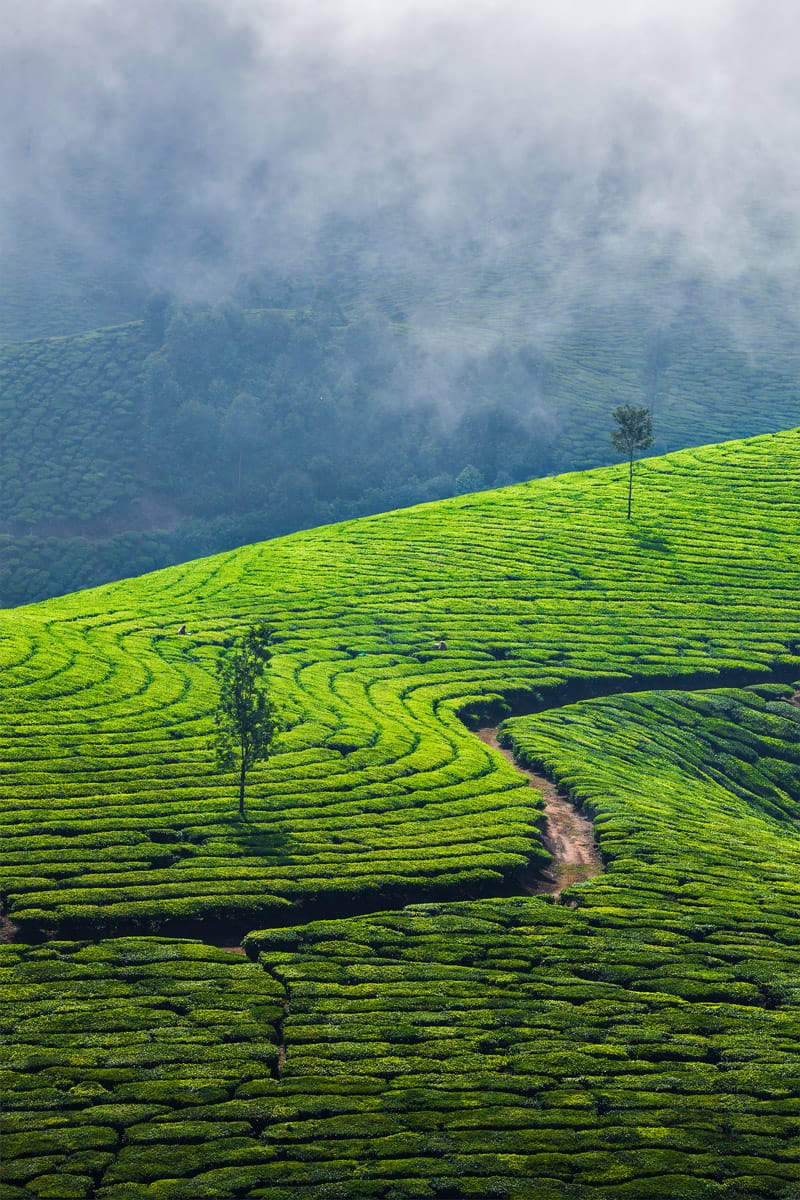 Munnar in the monsoon season