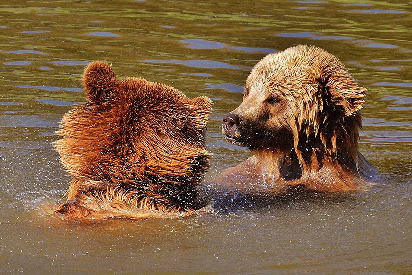 Brown bears