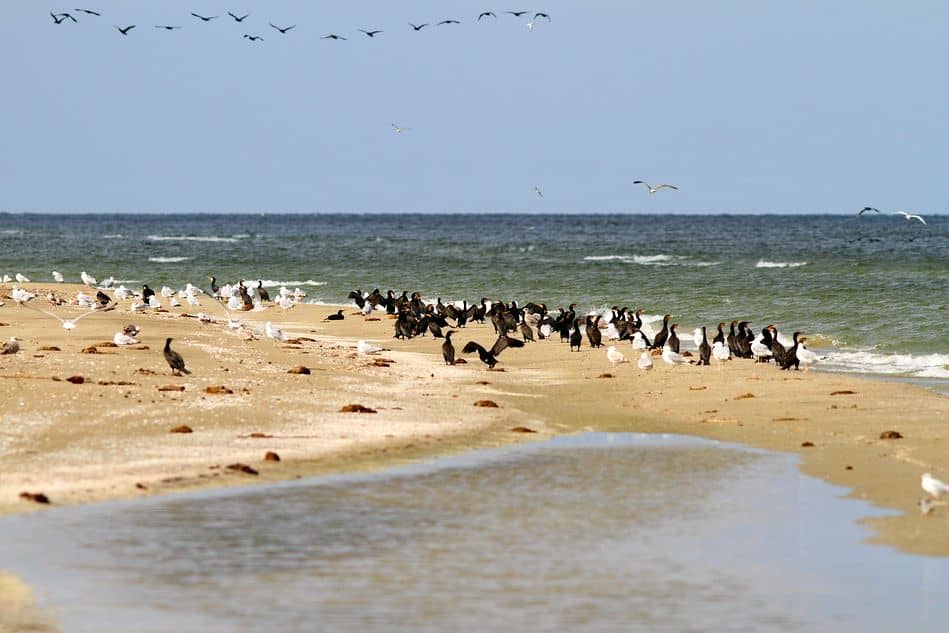 Cormorants in Danube Delta