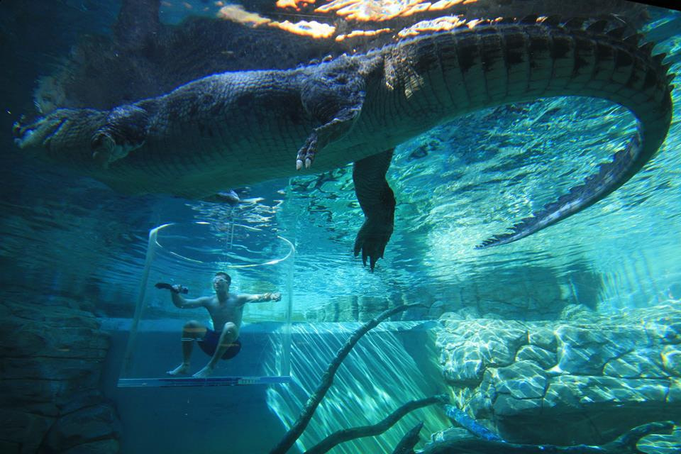 Crocodile Diving