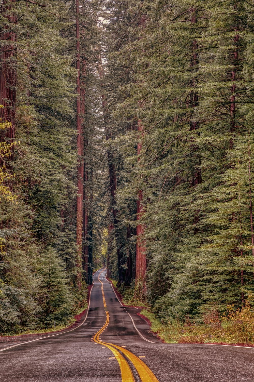 Avenue of the Giants