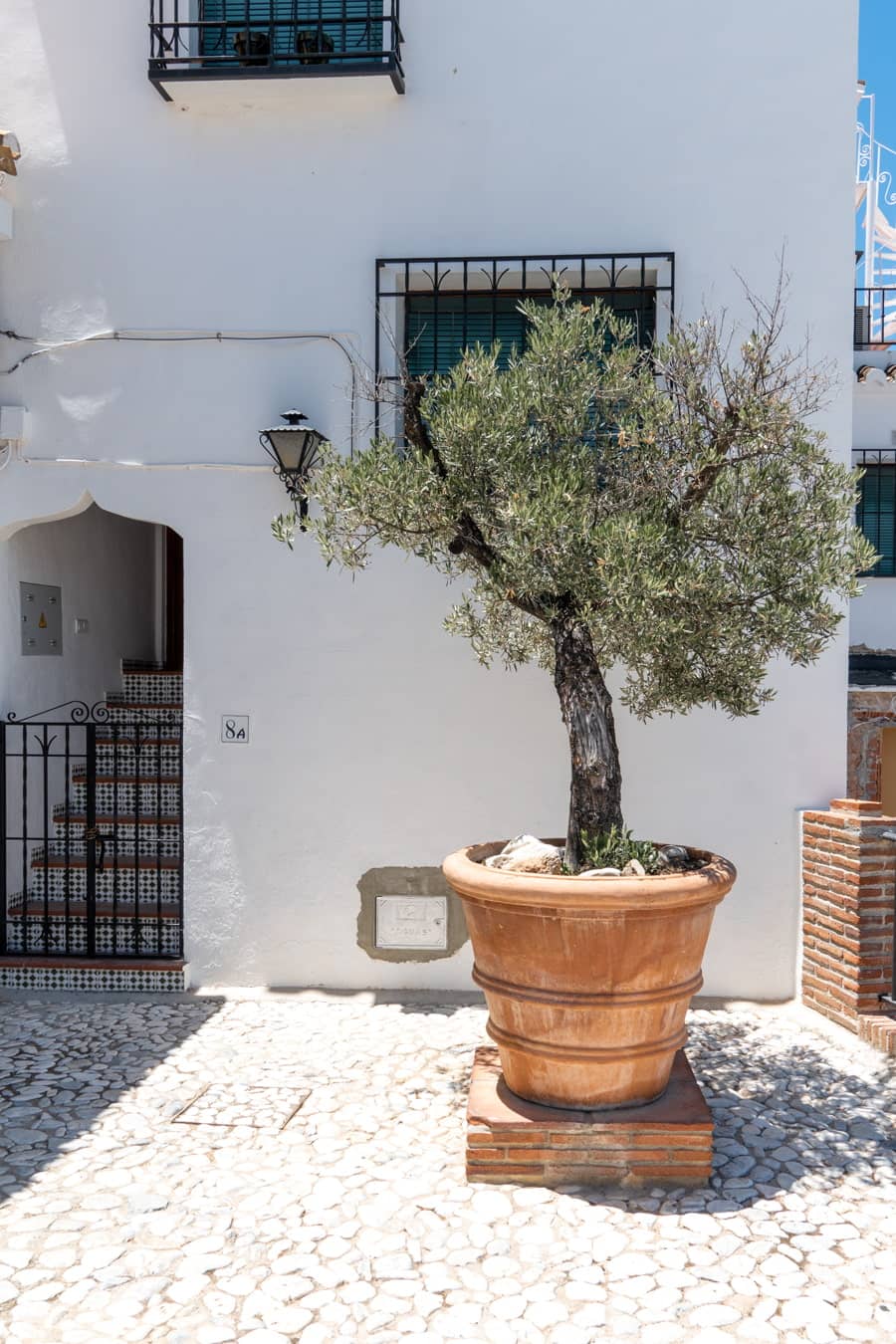 Olive tree
